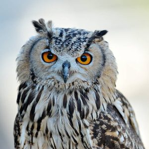 Are Owls Dangerous? The Truth About Owls - DiscoveryNatures