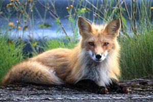 Are Foxes Omnivores: Facts About Their Food and Diet