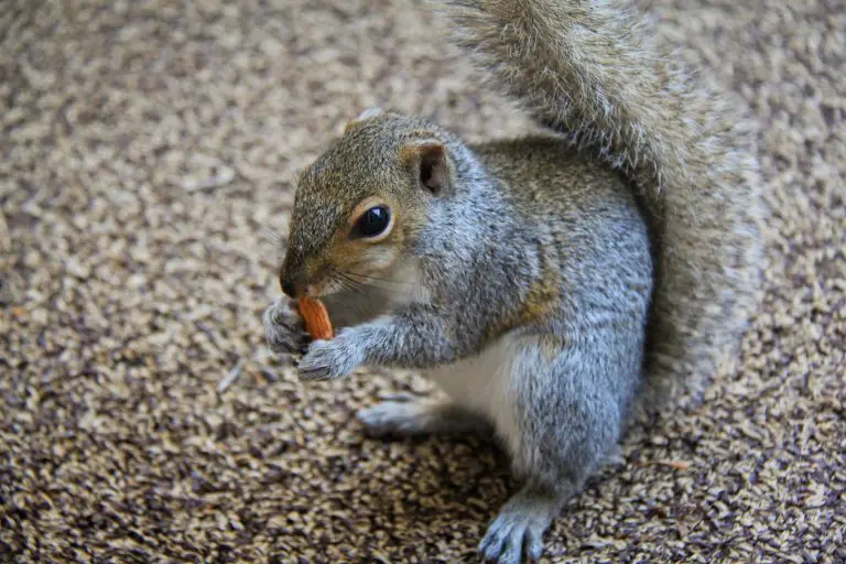 Can Squirrels Eat Almonds: A Guide to Safely Feeding Squirrels