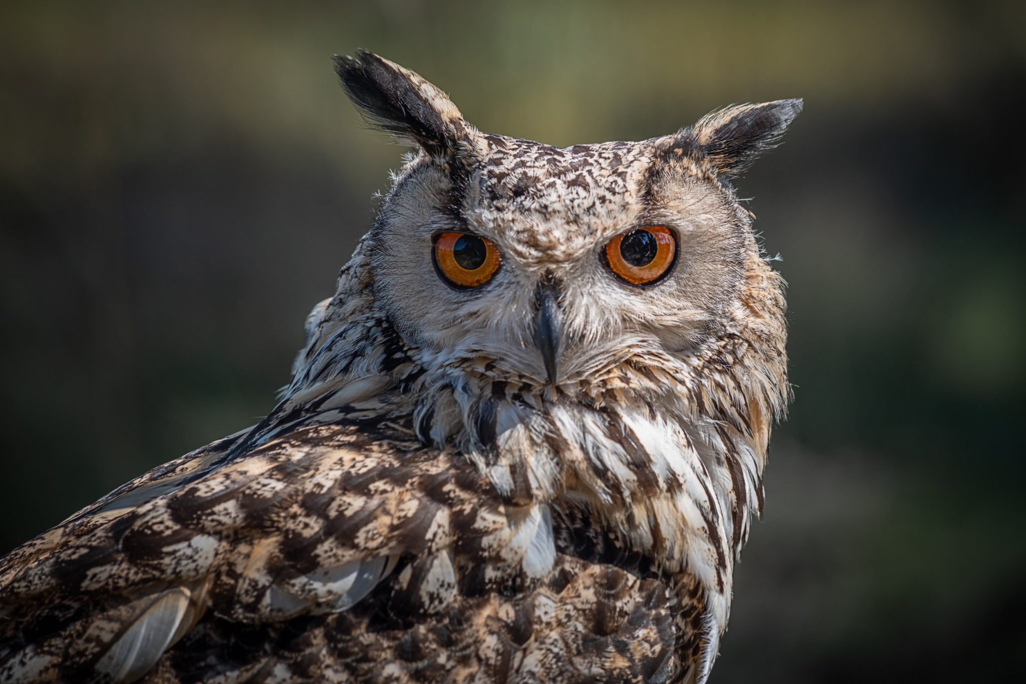 Worlds Biggest Owl: Facts About Some of the Biggest Owls in the World ...