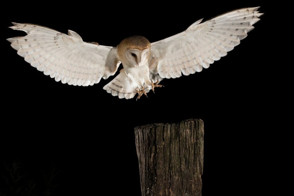 Do Owls Hunt At Night