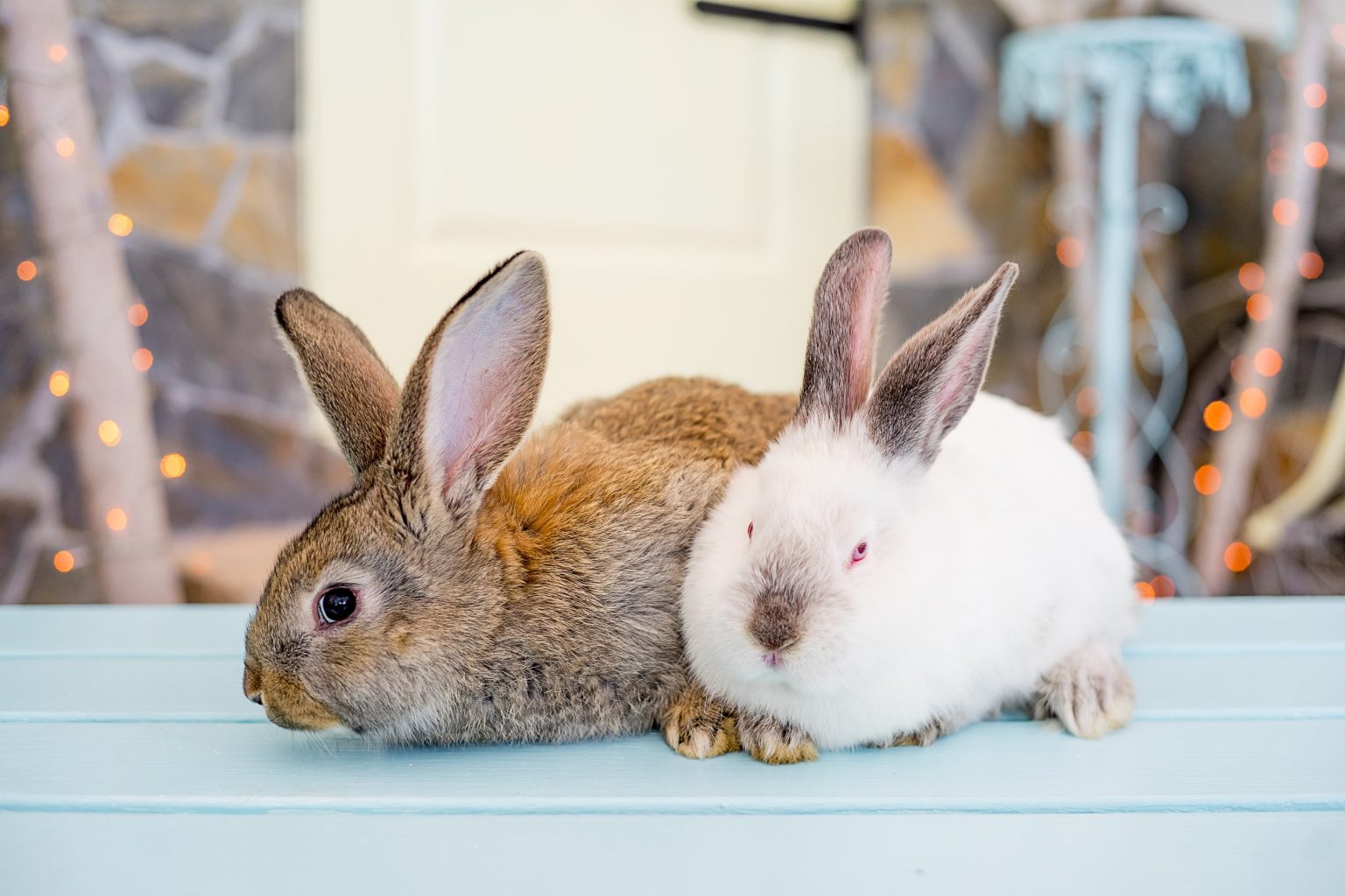 How Much Is Rabbit Neutering What You Need to Know Before Having Your