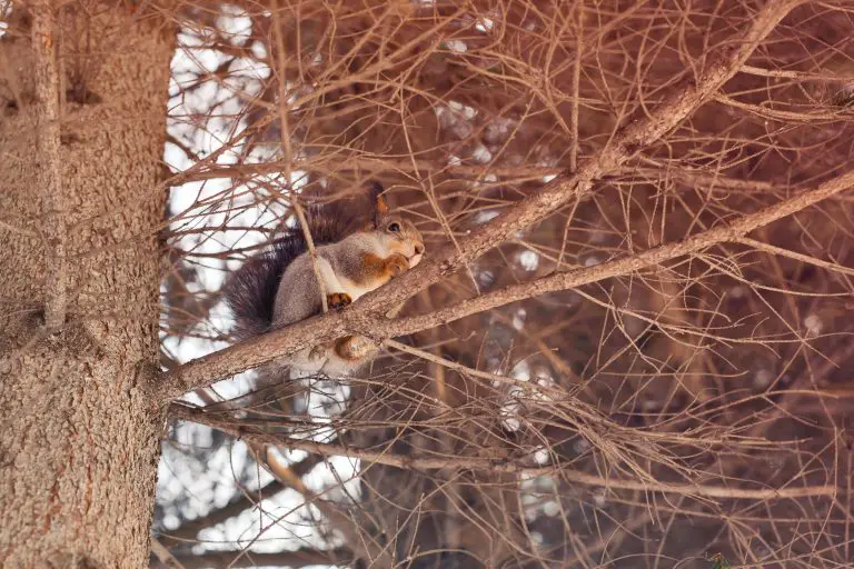 Where Do Squirrels Nest: A Peek Into Squirrels' Home in the Wild