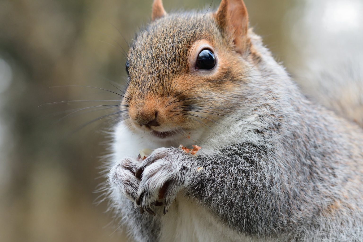 Do Squirrels Eat Bugs: List of Insects That Squirrels Eat ...