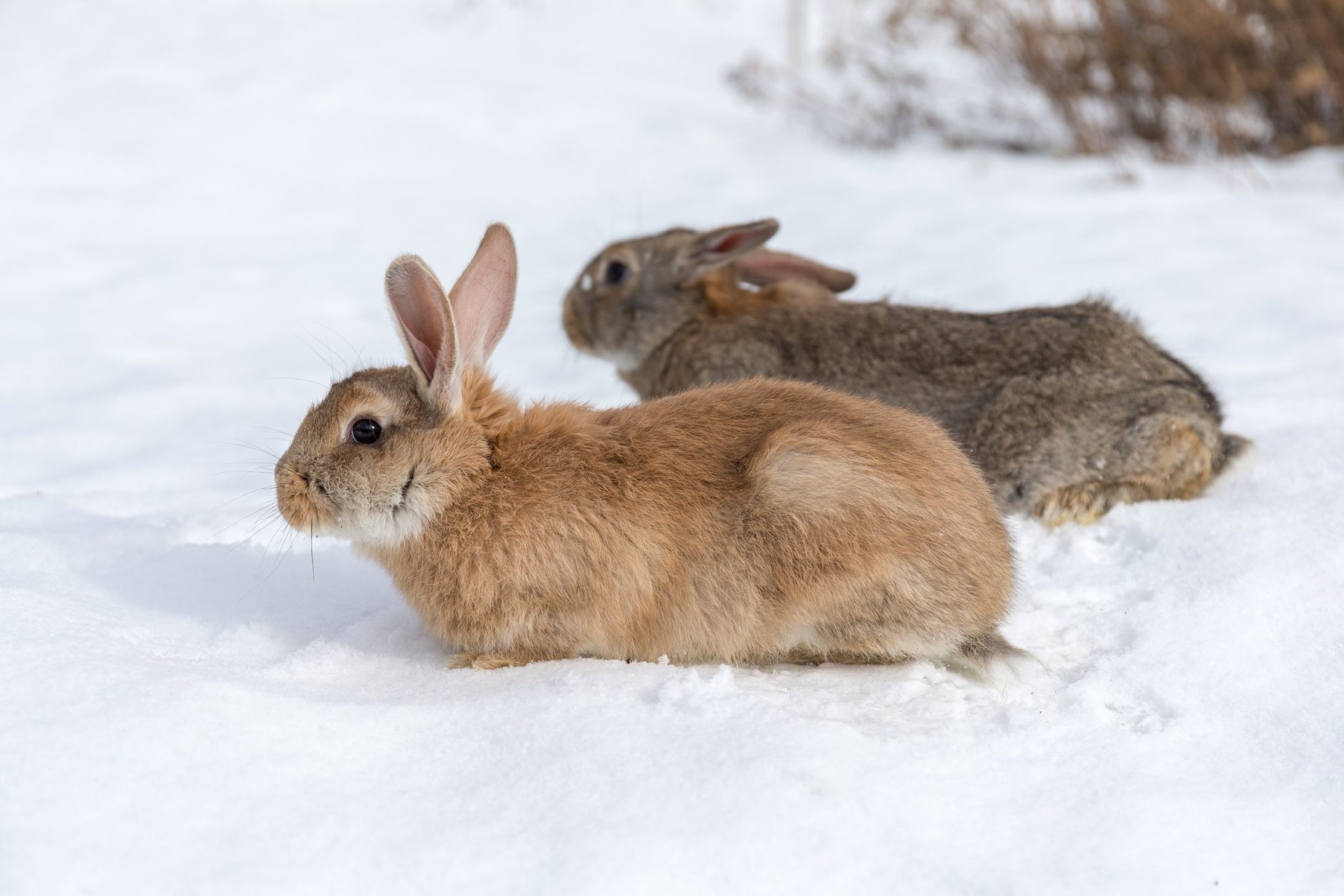 Can Rabbits Live Outside in Winter: Keeping Your Rabbit Safe During the