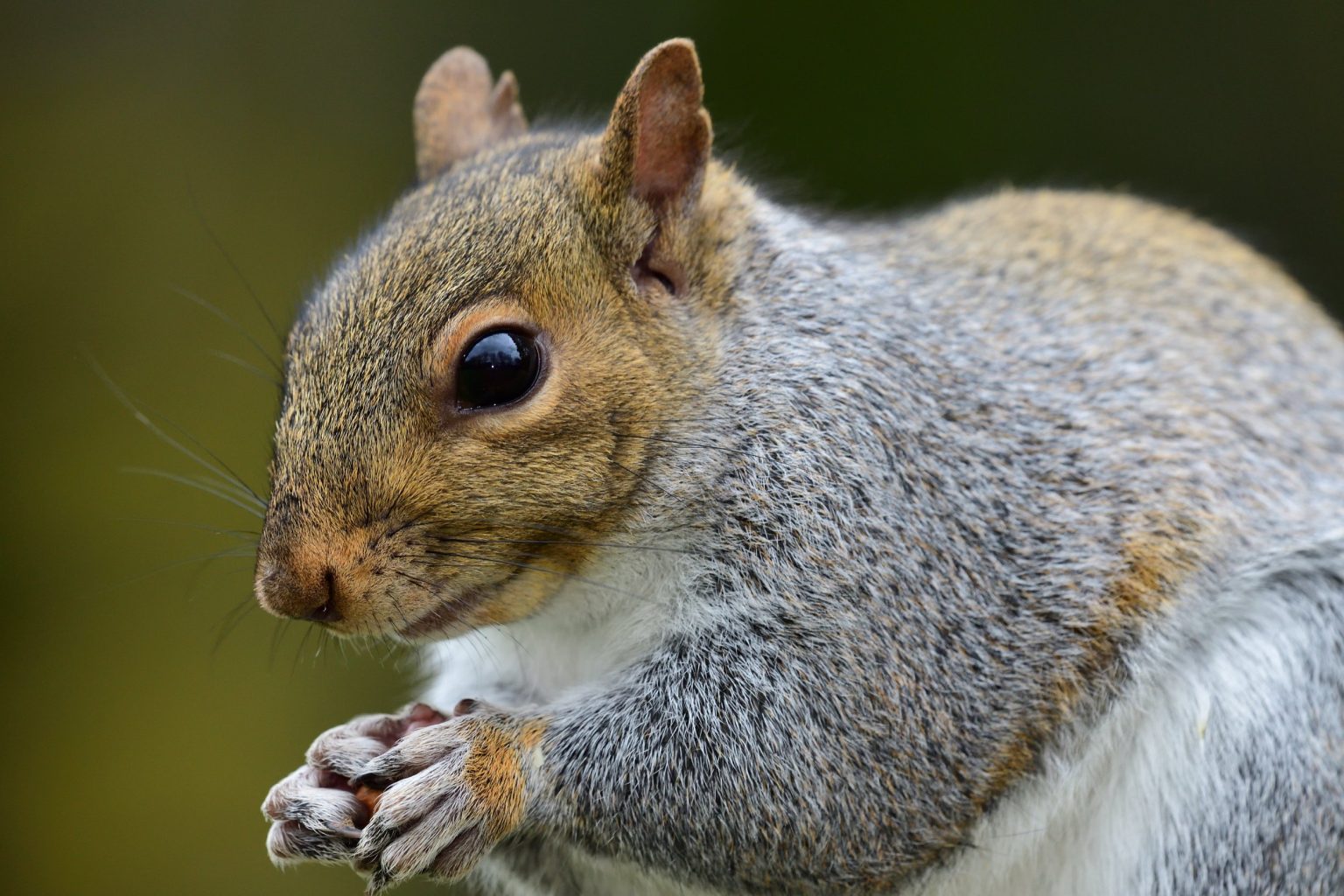 Where Do Squirrels Poop: All About Squirrels’ Poop - Discoverynatures