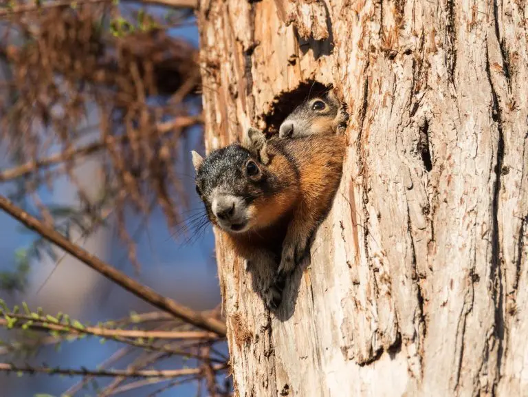 Do Squirrels Have Nest: Interesting Facts and Trivia