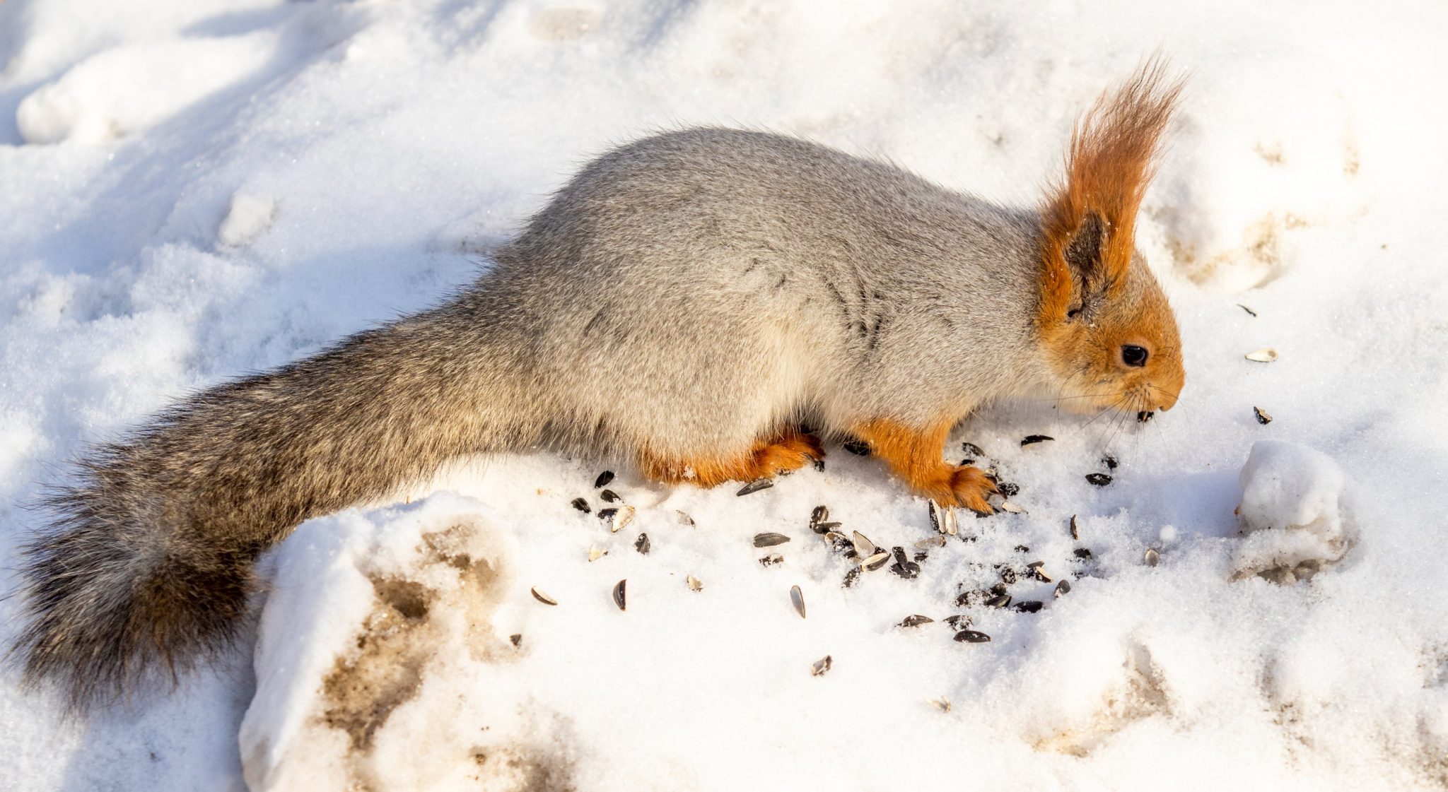 Do Squirrels Hibernate in the Winter: What Squirrels Typically Do