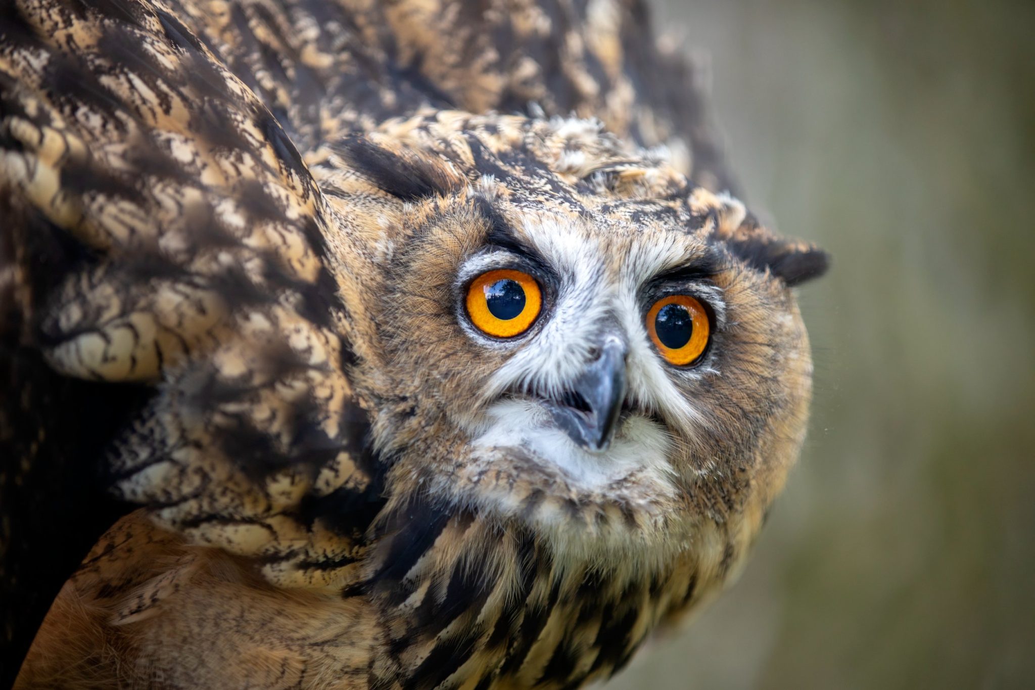 Do Owls Have Teeth: You'll Be Surprised to Know the Answer ...