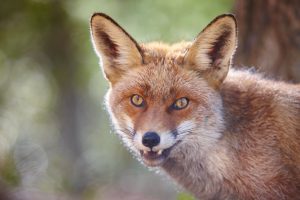 Do Fox Eat Squirrels: The Art of Their Hunting Skills - DiscoveryNatures