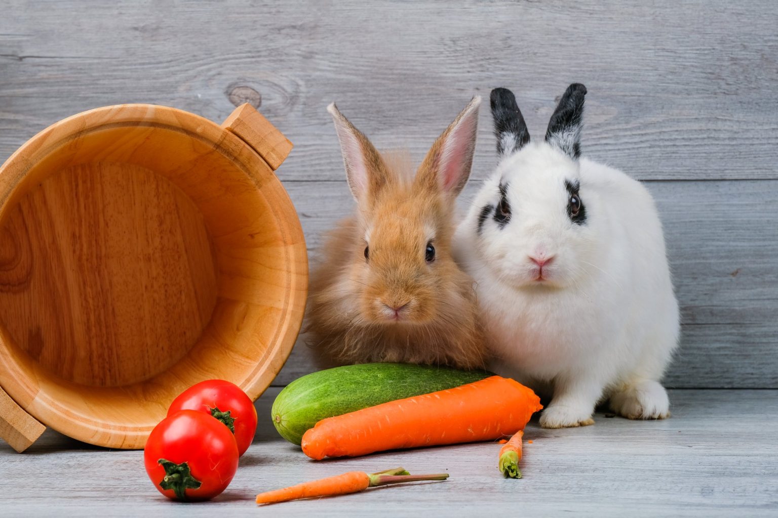 when-do-rabbits-mate-rabbit-s-reproduction-mating-and-breeding