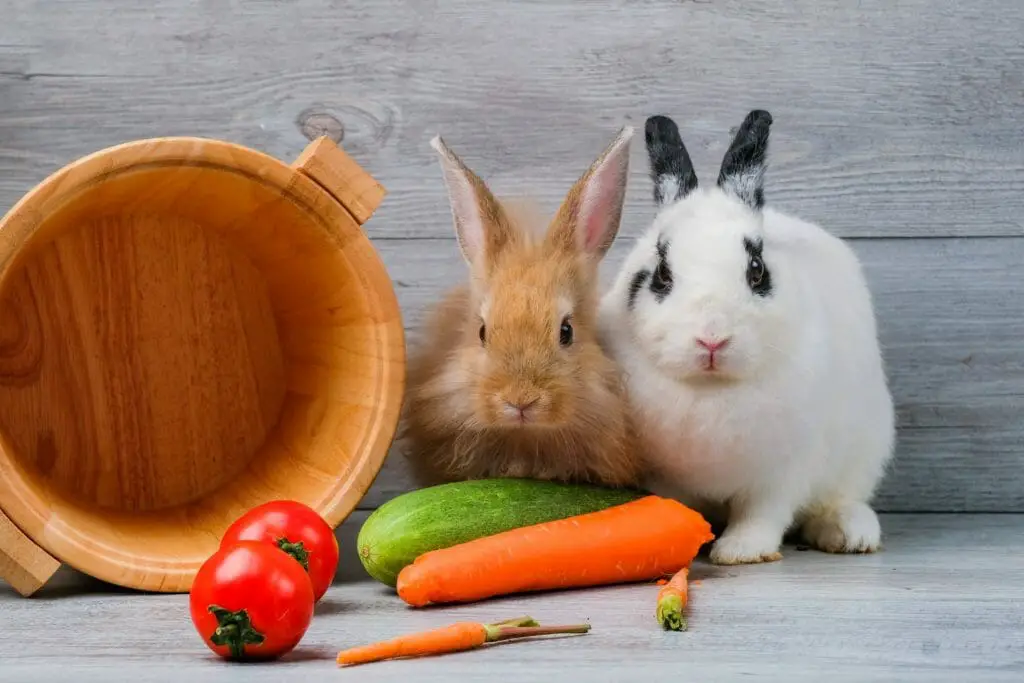 When Do Rabbits Mate: Rabbit's Reproduction, Mating, and Breeding Process