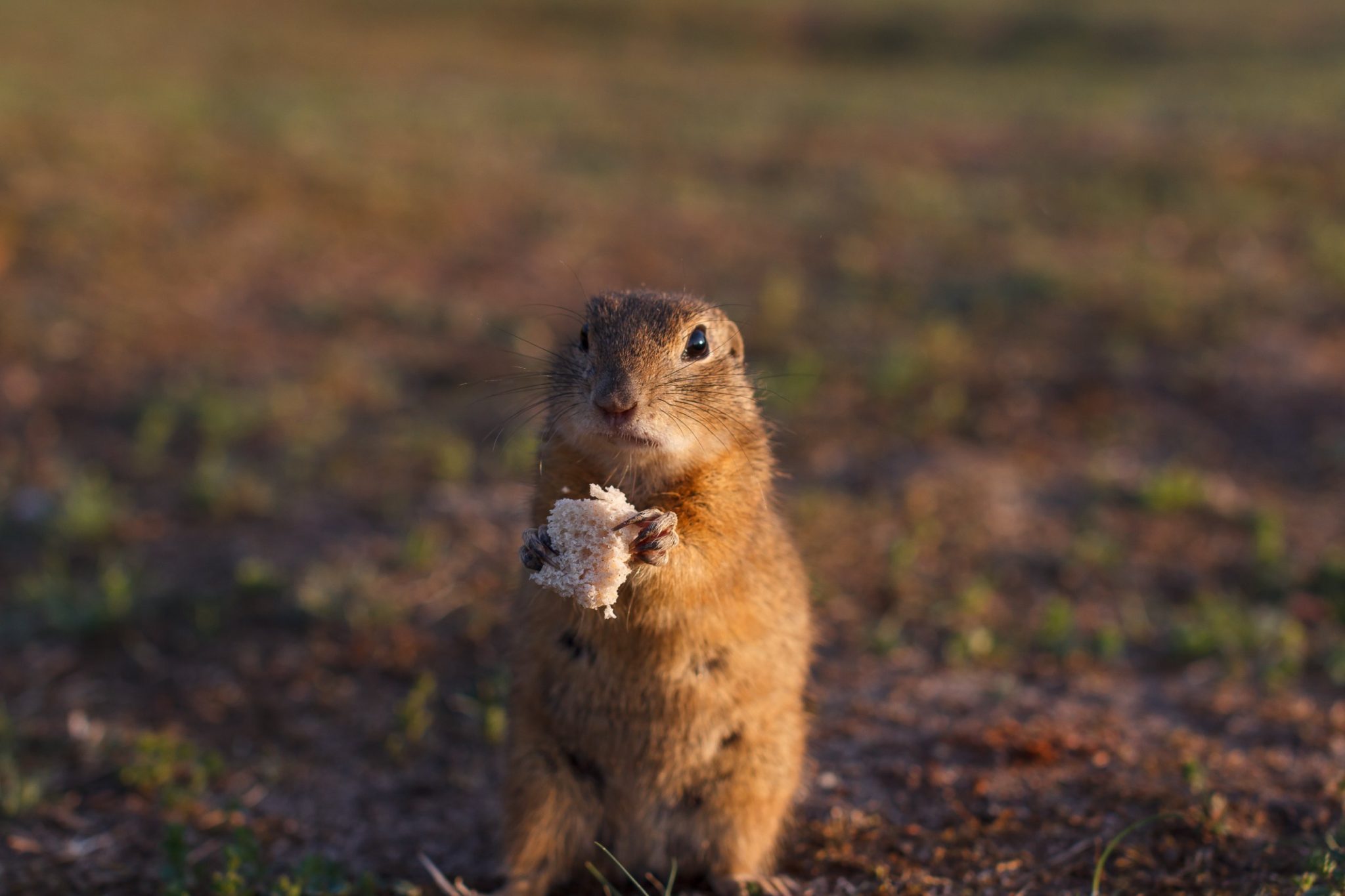 Can Squirrels Eat Bread: How to Incorporate Bread in the Diet of Squirrels