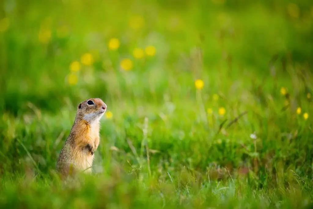 Do Squirrels Eat Cicadas: The Interesting Diet of Squirrels