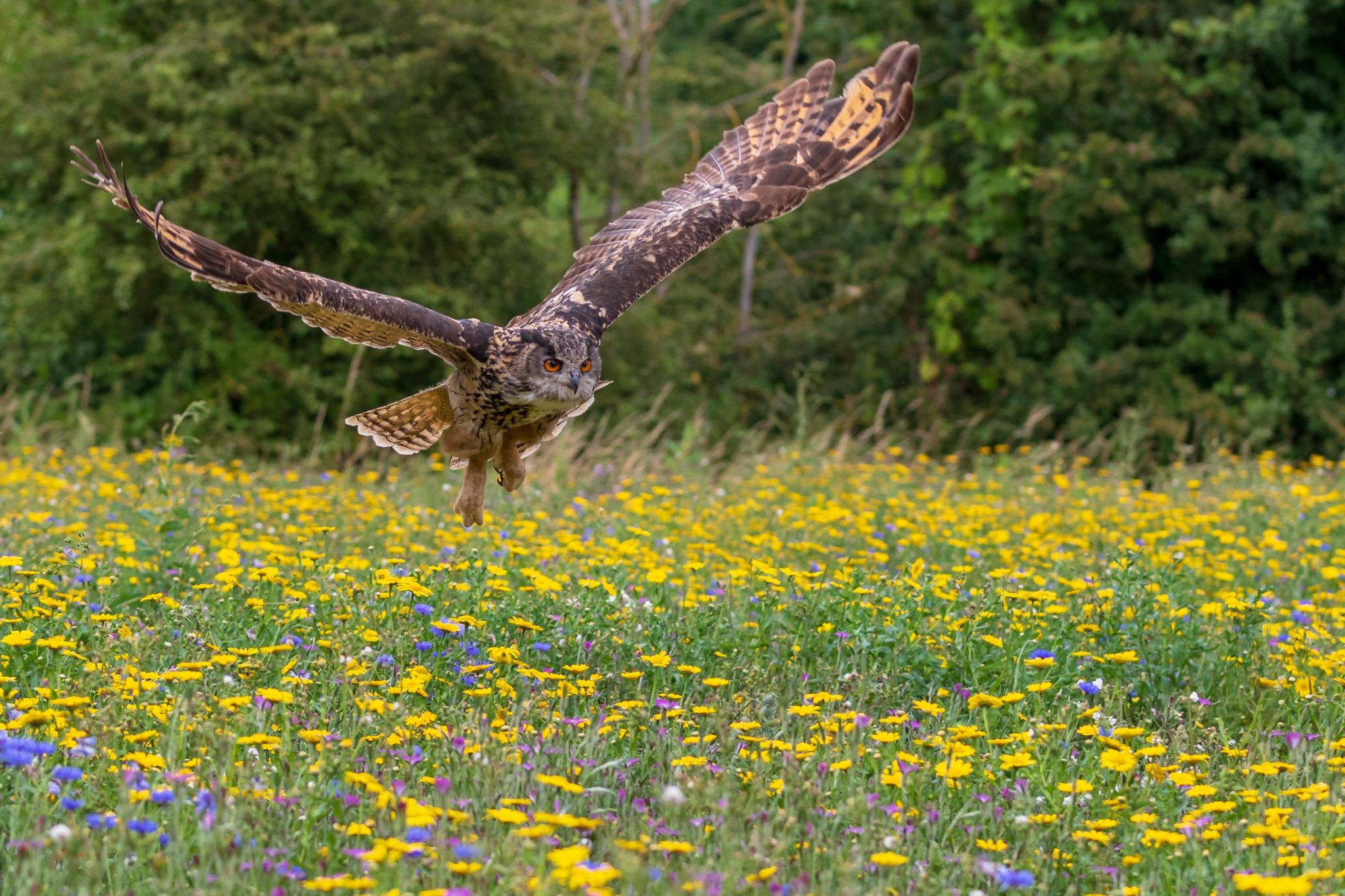 do-owls-bite-how-dangerous-are-they-to-human-and-other-animals