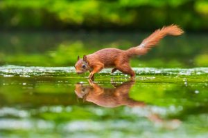 Do Squirrels Drink Water: How Squirrels Stay Hydrated - DiscoveryNatures