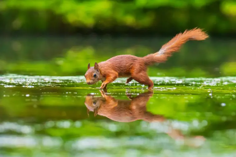 Do Squirrels Drink Water: How Squirrels Stay Hydrated