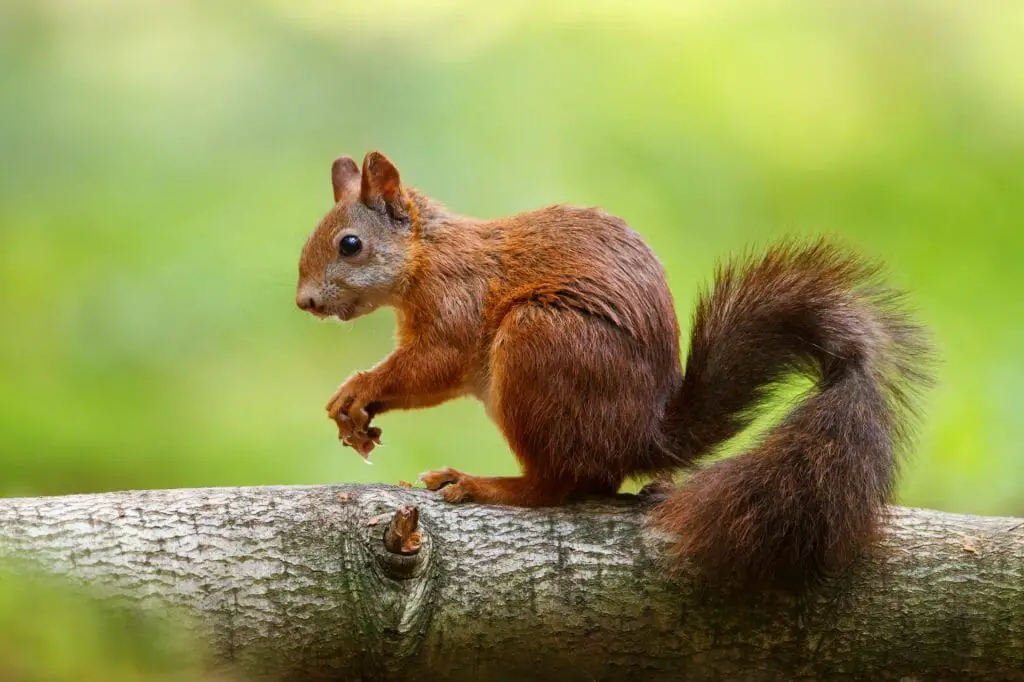 Squirrel That Can Fly: All You Need to Know About Flying Squirrels