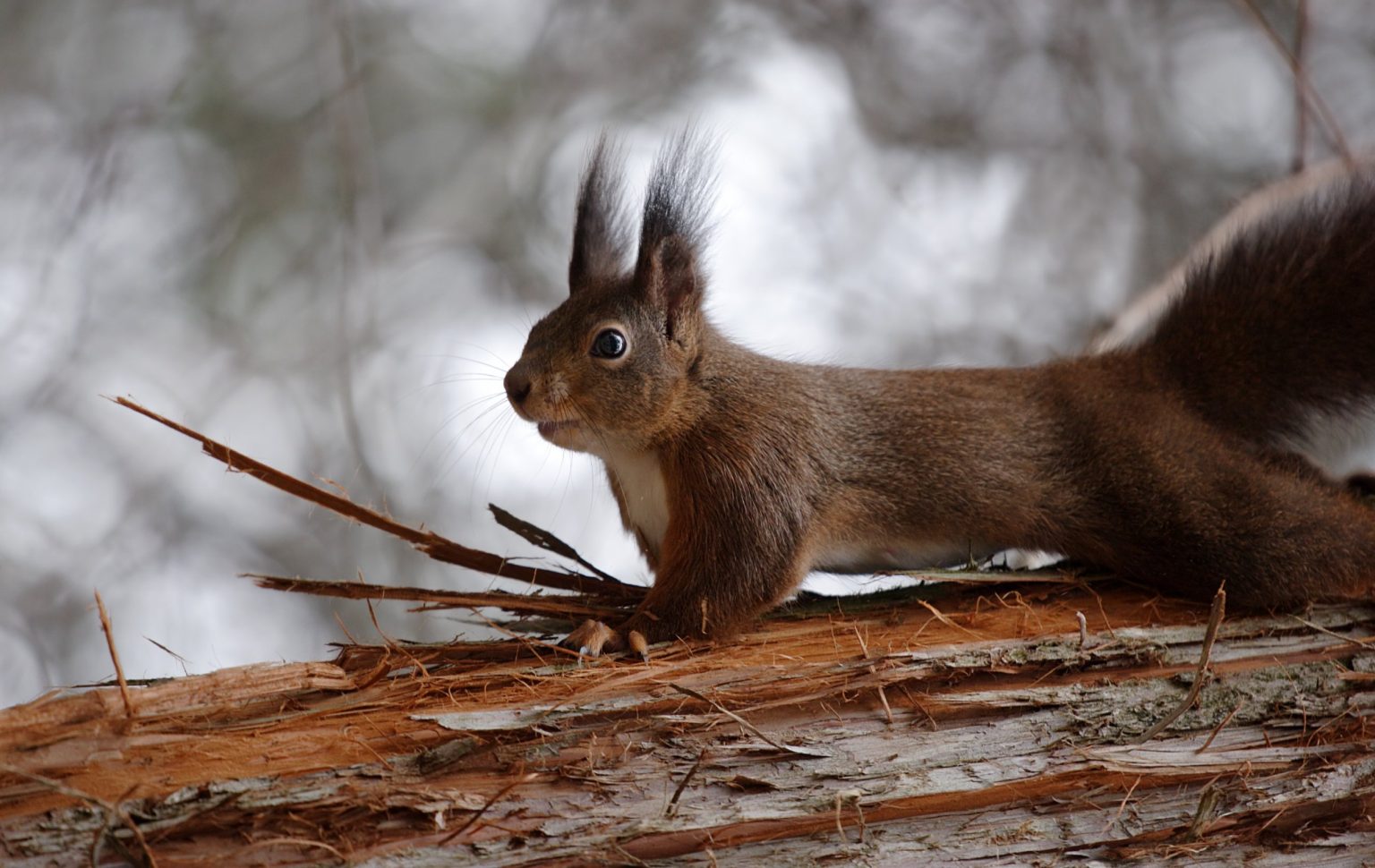 Do Squirrels Eat Birds: A Guide to Keeping Backyard Birds Safe From