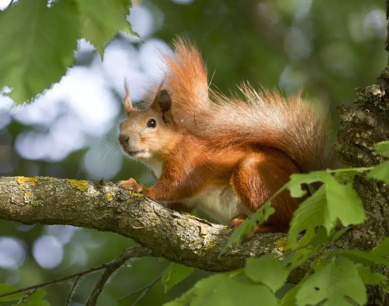 Biggest Squirrel in the World: Interesting Facts About Some of the ...