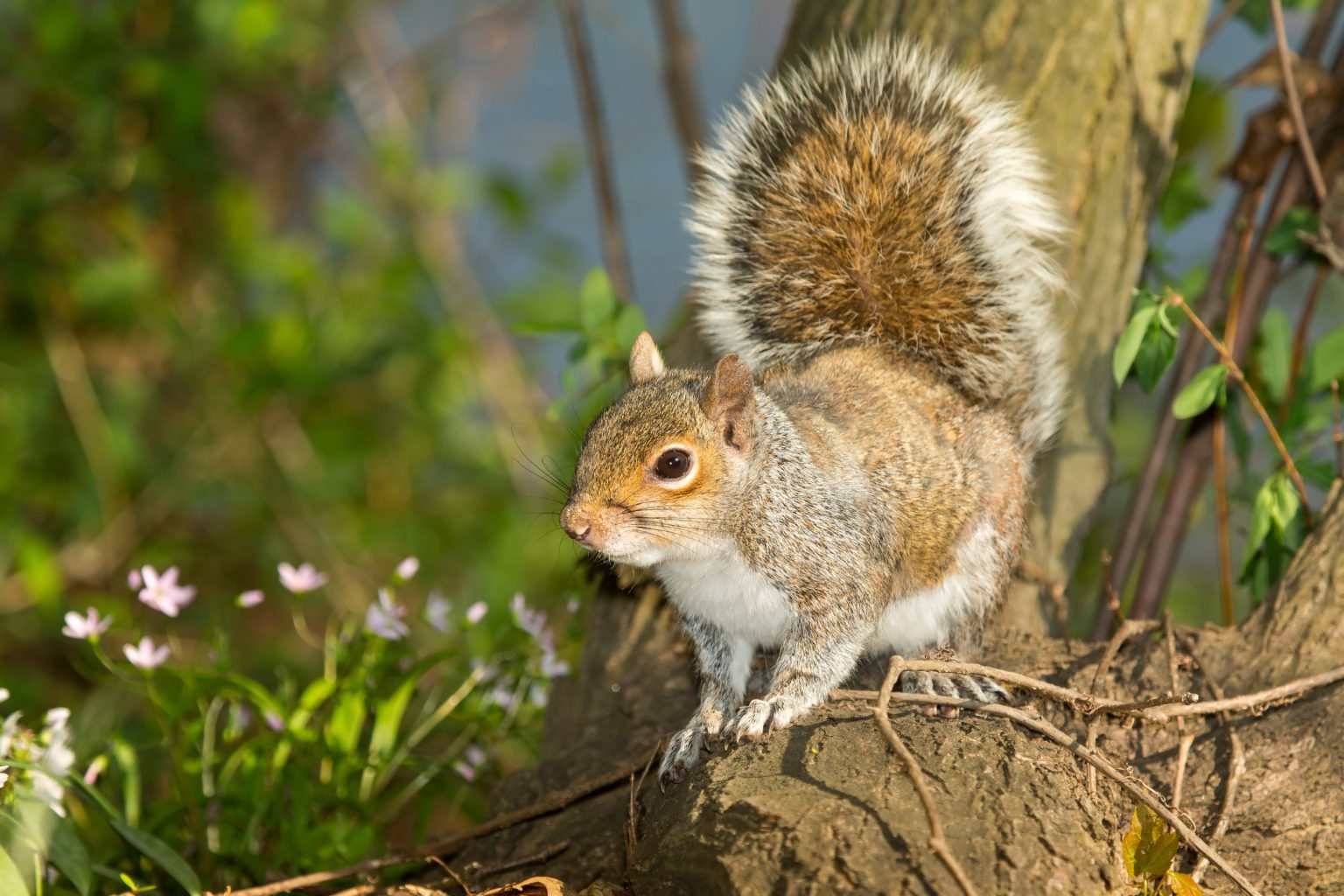 Largest Squirrel in the World: The Biggest Species and Amazing Facts ...