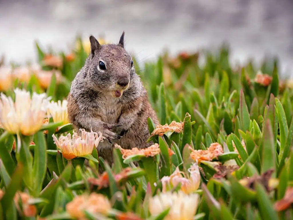 Do Squirrels Eat Mice: Facts About the Diet of Squirrels