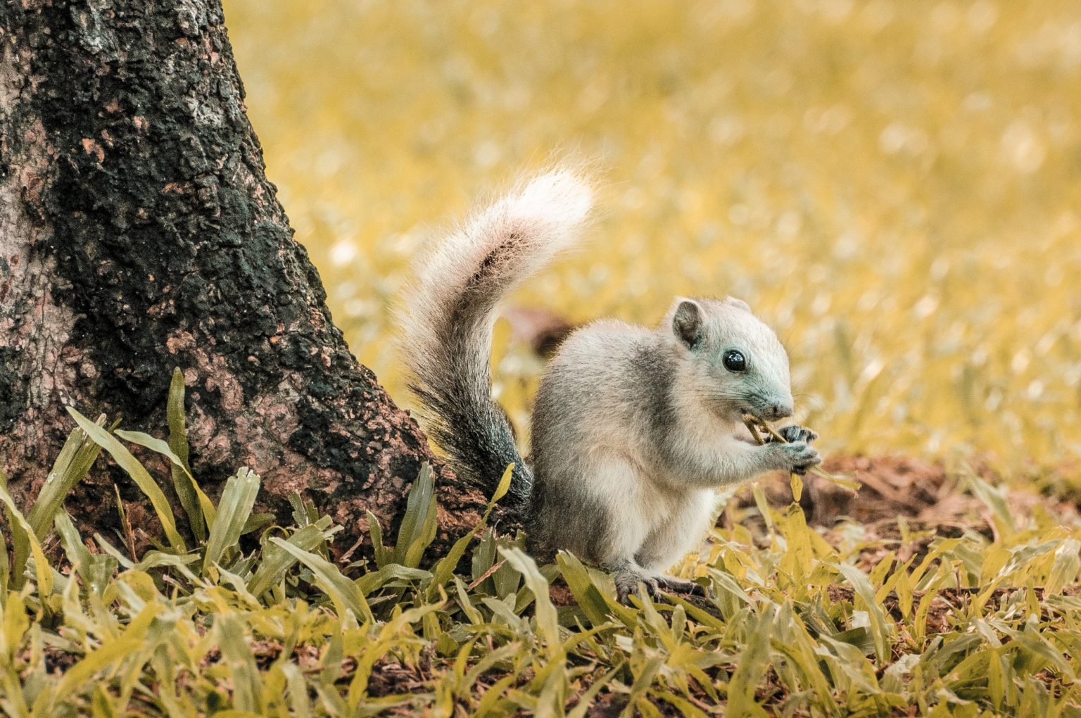 Do Squirrels Eat Birds: A Guide to Keeping Backyard Birds Safe From