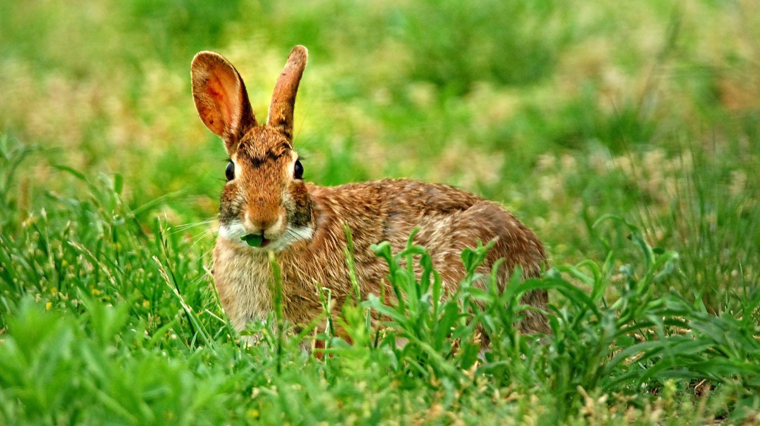 Can Rabbits Live In Rainforest at Thelma Ray blog