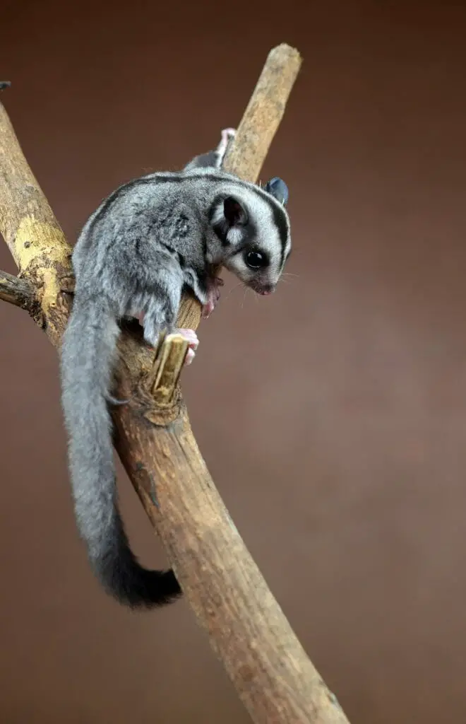 Where Do Flying Squirrels Live: The Habitat and Behavior of Flying