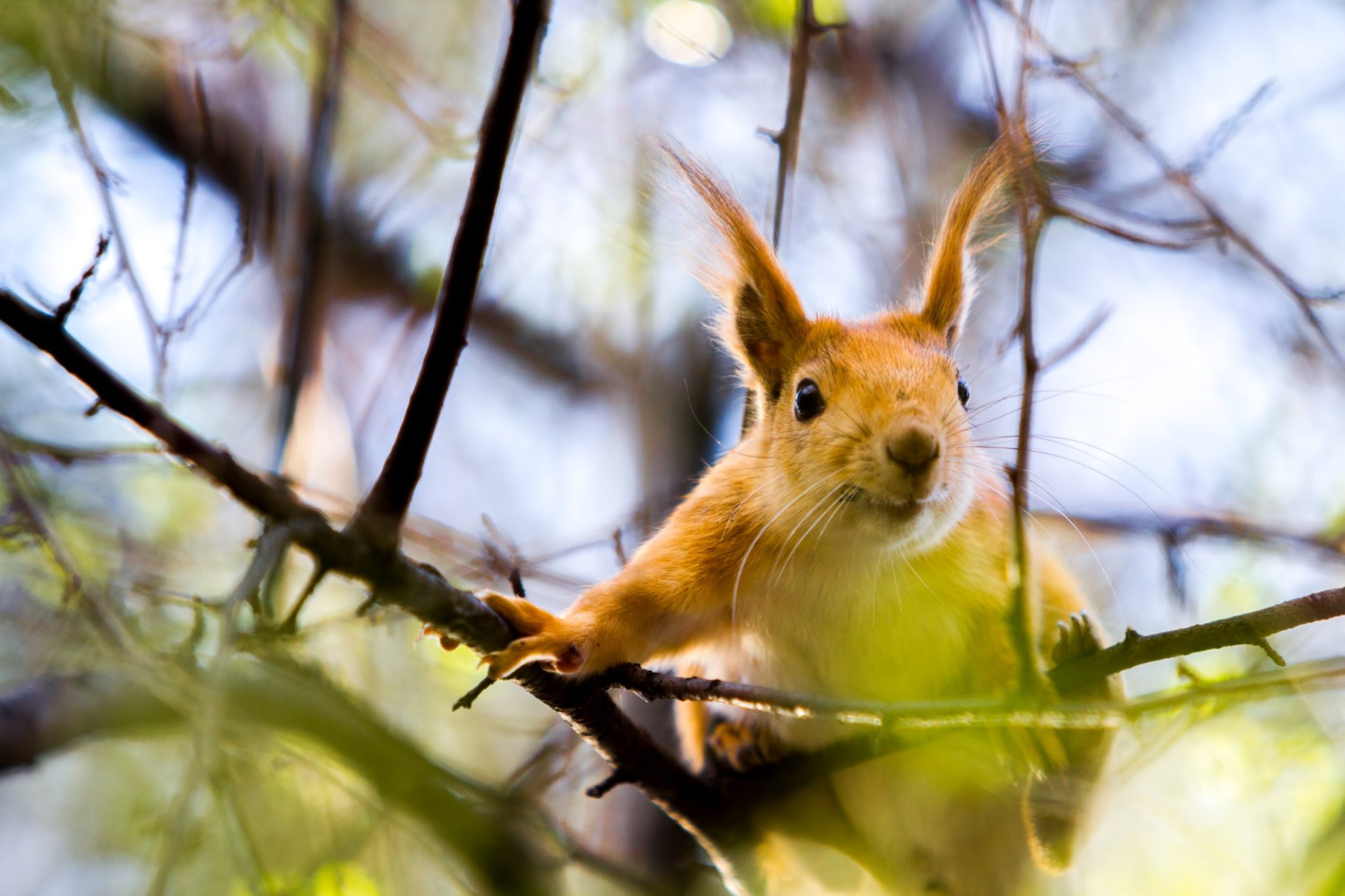 Can Squirrels Die From Falling: What Happens When Squirrels Fall