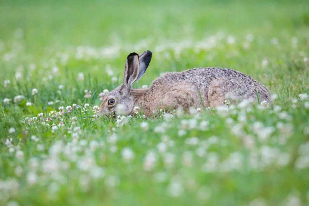 Where Do Rabbits Live in the Wild Understanding How Rabbits Live in