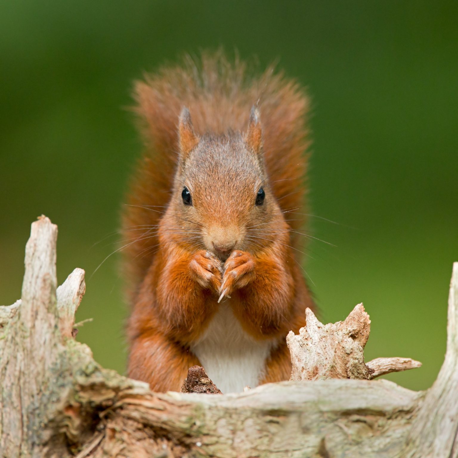 Is Squirrel Omnivore: The Fascinating Diet of Squirrels - DiscoveryNatures