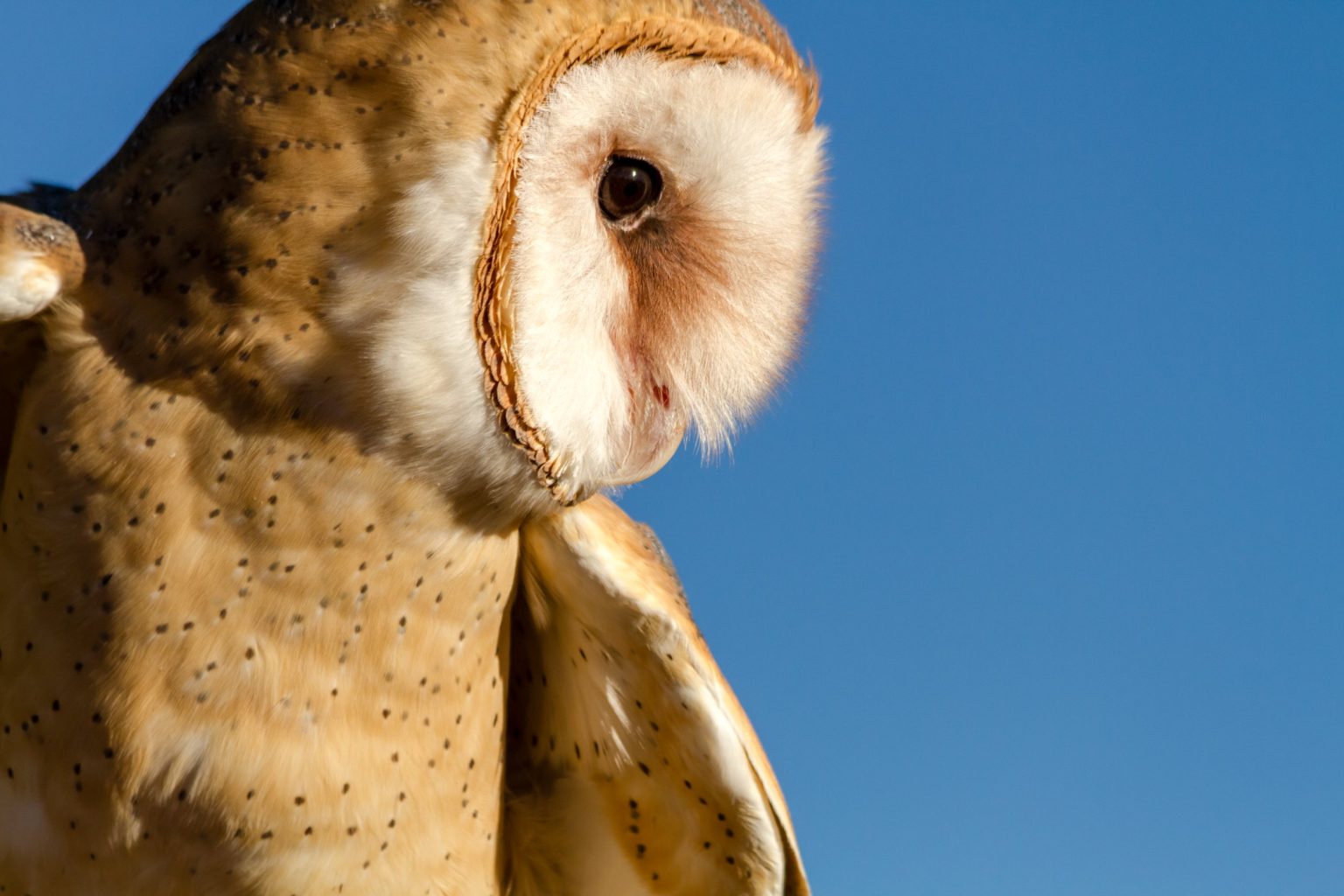 Do Owls Live in the Desert: Type of Owls and Their Predators ...