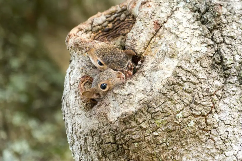 Where Do Squirrels Nest: A Peek Into Squirrels' Home in the Wild