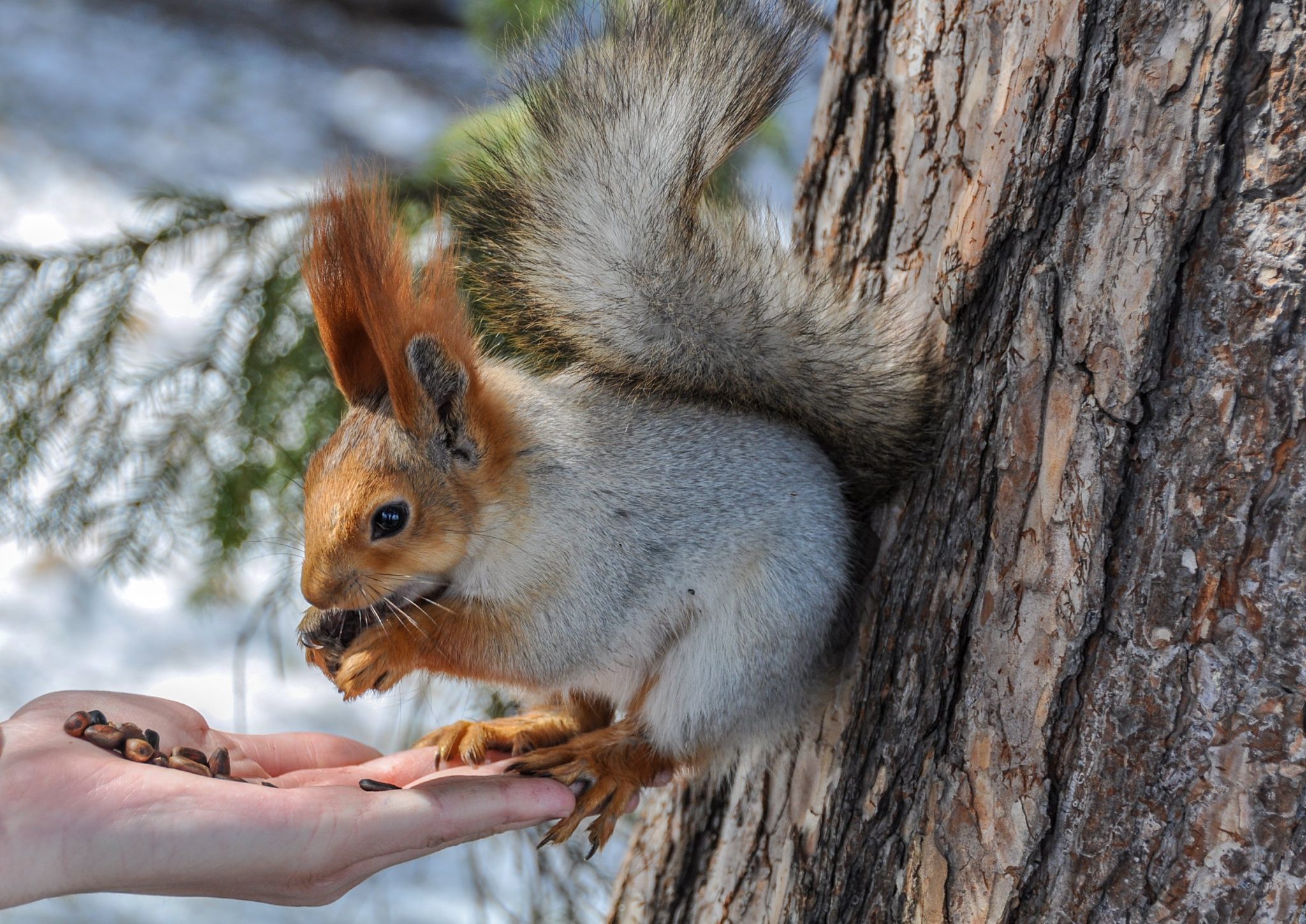 Do Squirrels Hibernate in the Winter: What Squirrels Typically Do