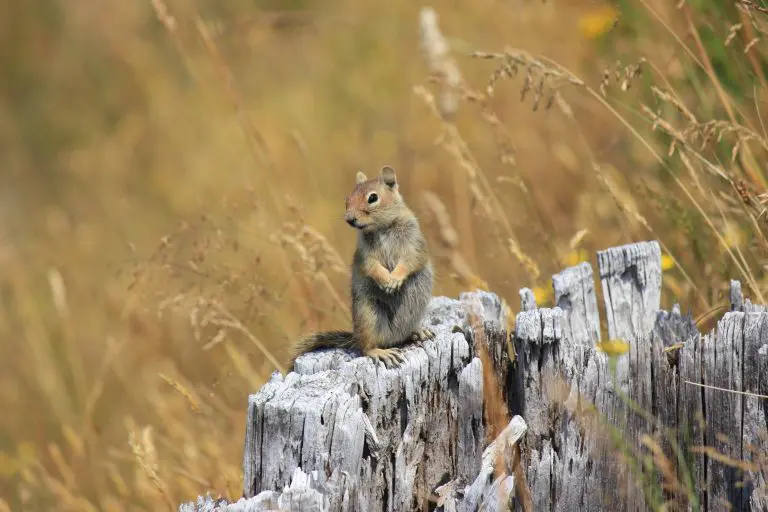 Can Squirrels Eat Raisins: Is It Safe for Them?