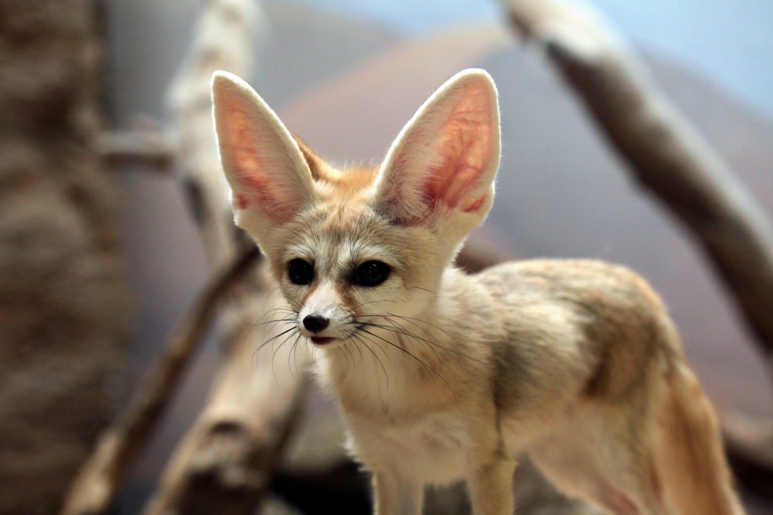 what-does-fennec-fox-eat-the-fennec-fox-diet-discoverynatures