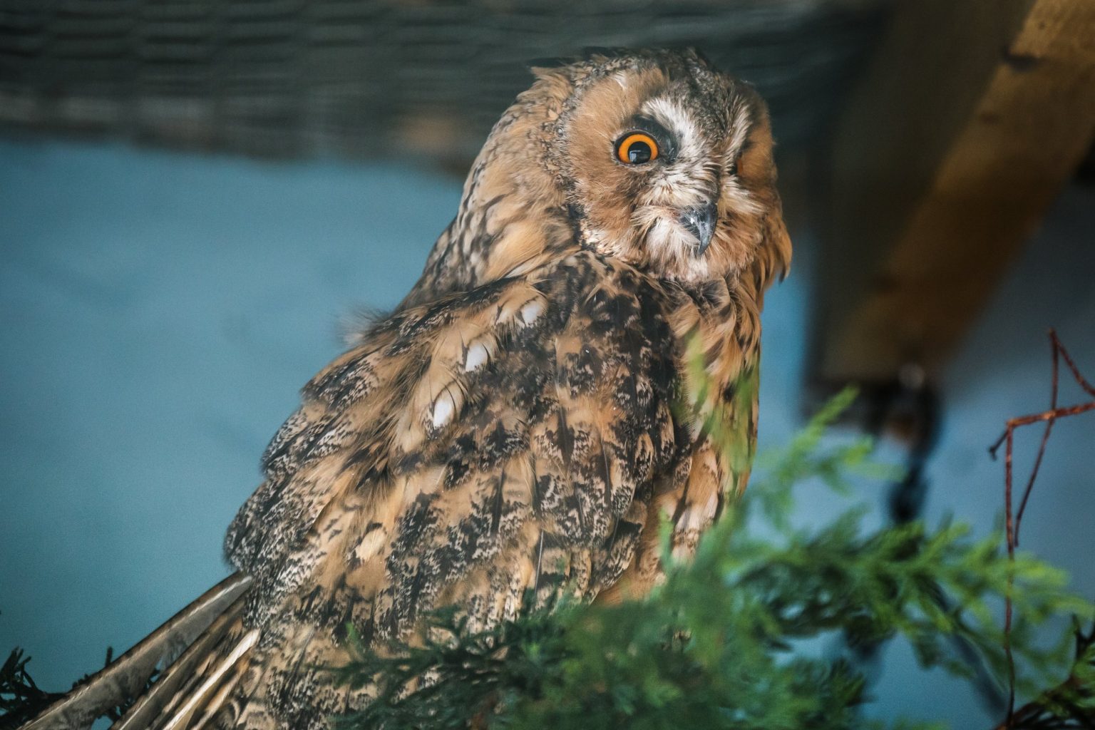 Do Owls Live in the Desert: Type of Owls and Their Predators ...