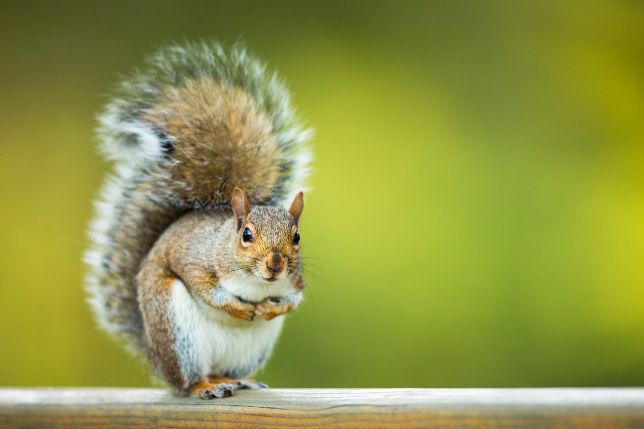 Is Squirrel Omnivore: The Fascinating Diet of Squirrels - DiscoveryNatures