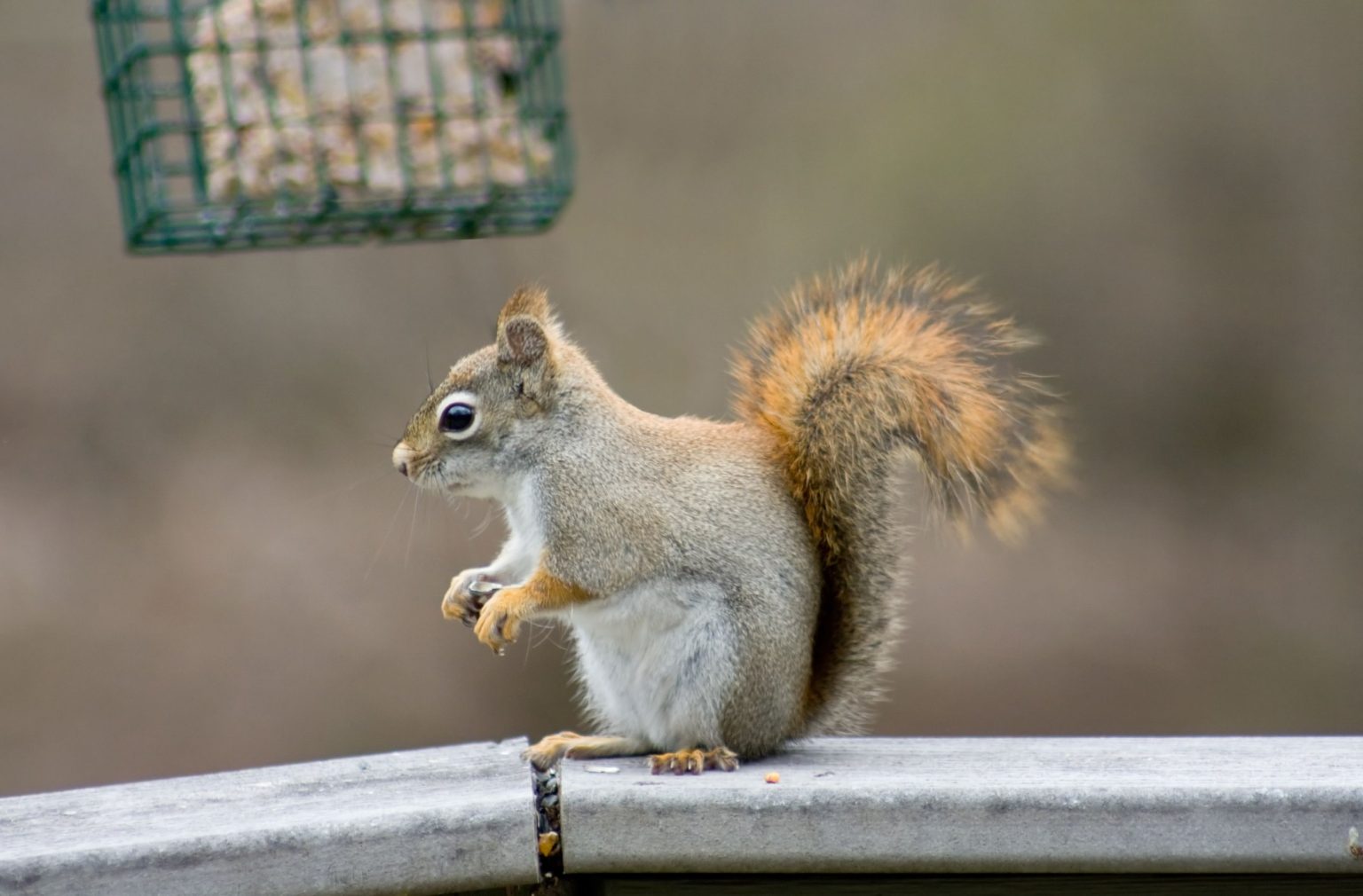 Do Squirrels Eat Suet Squirrel's Nutritious Diet