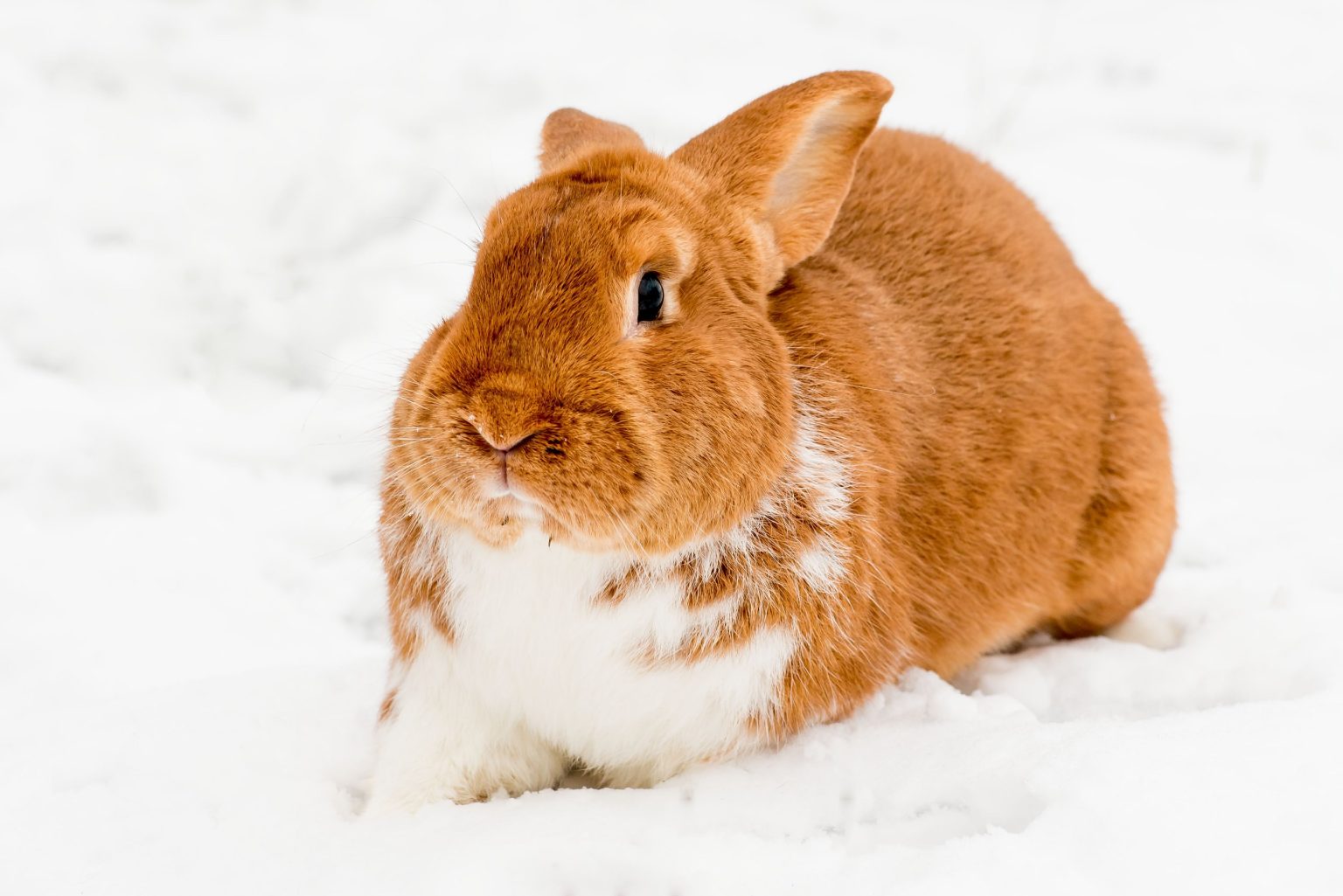 Can Rabbits Live Outside in Winter: Keeping Your Rabbit Safe During the