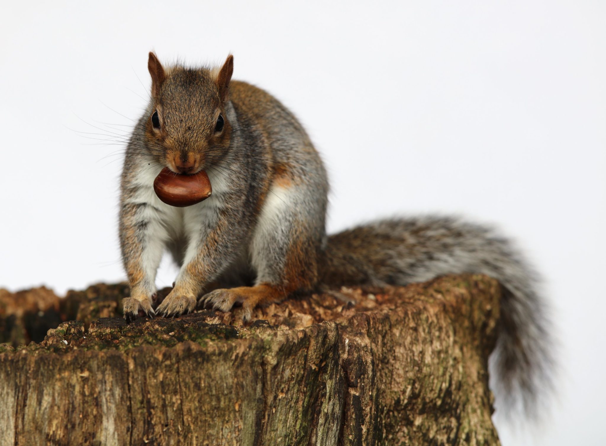 Can Squirrels Eat Chocolate: Why You Should Only Feed Squirrels