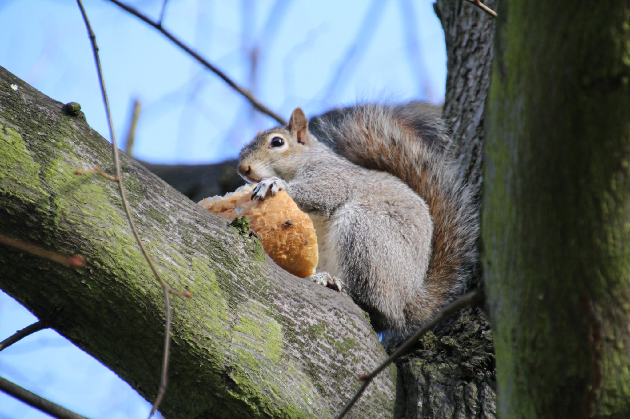 Can Squirrels Eat Bread: How to Incorporate Bread in the Diet of Squirrels