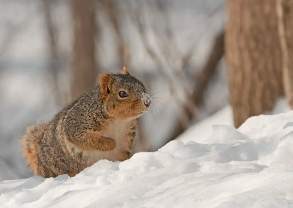 What Sound Does Squirrel Make: Understanding the Meaning of Their Noises