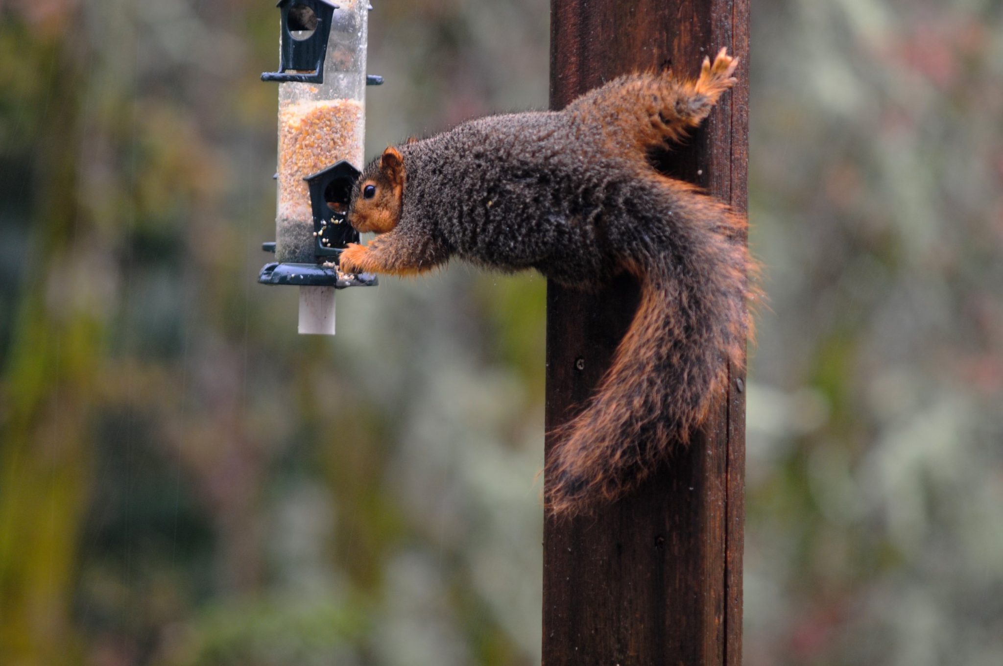 How to Keep Squirrels off Bird Feeder: 14 Incredible Tips You Wish You