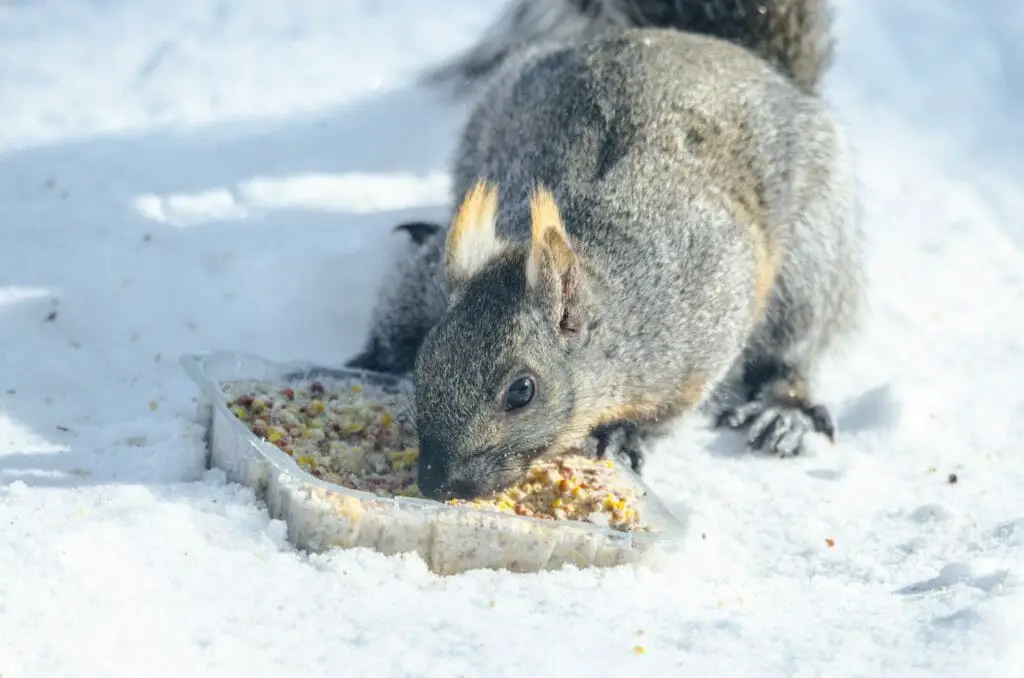 Do Squirrels Eat Suet: Squirrel's Nutritious Diet