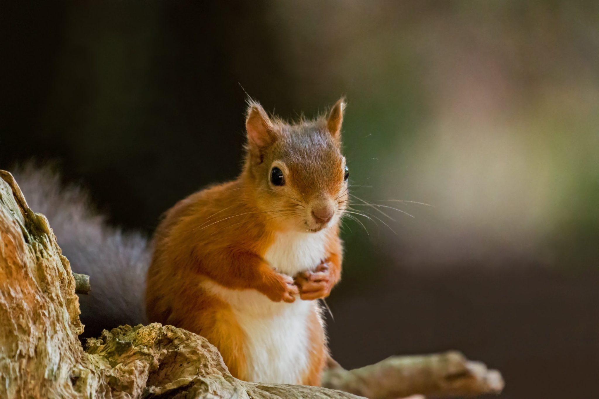 Largest Squirrel In The World: The Biggest Species And Amazing Facts ...