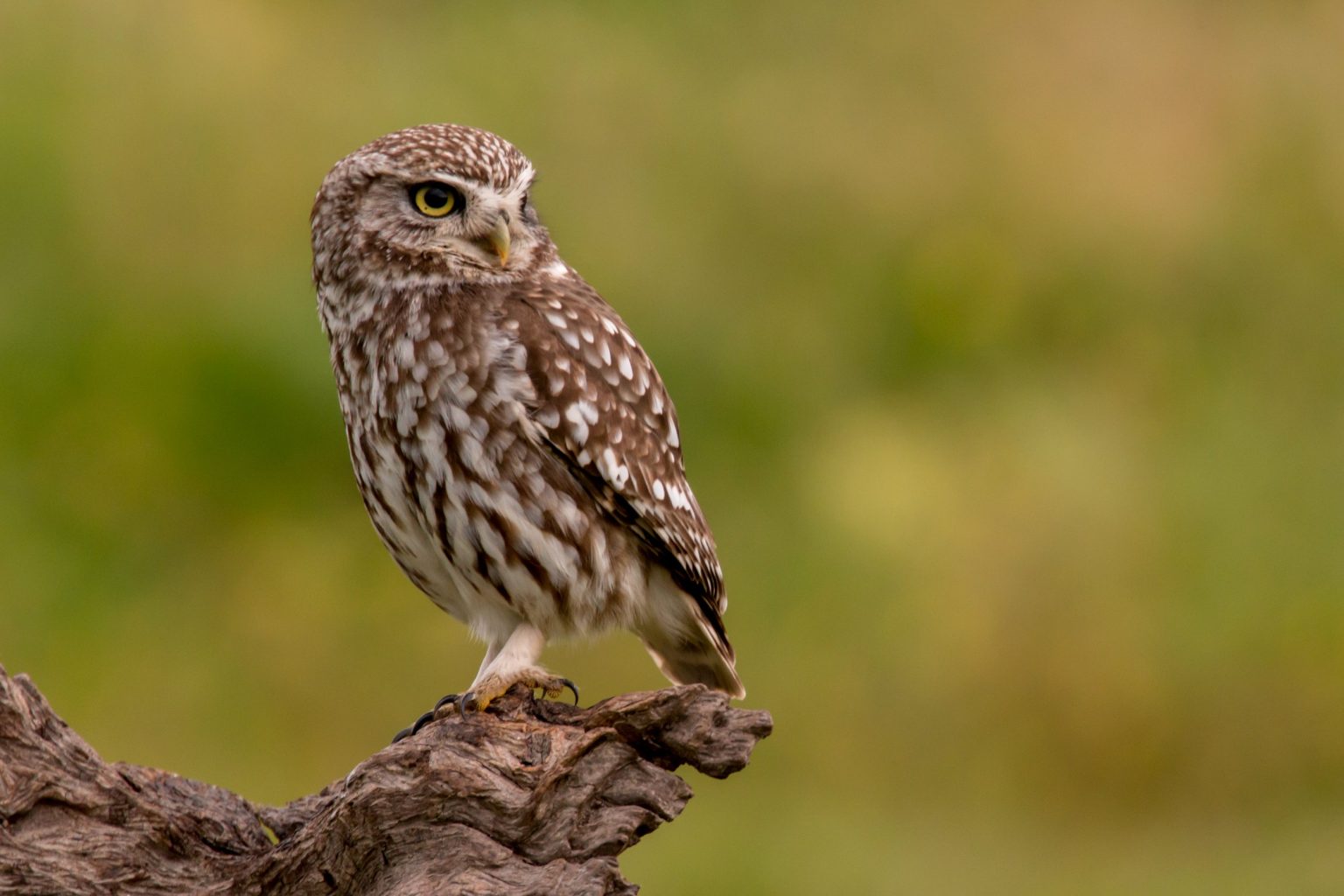 How Does an Owl Sound: Understanding the Meaning of Owl Sounds