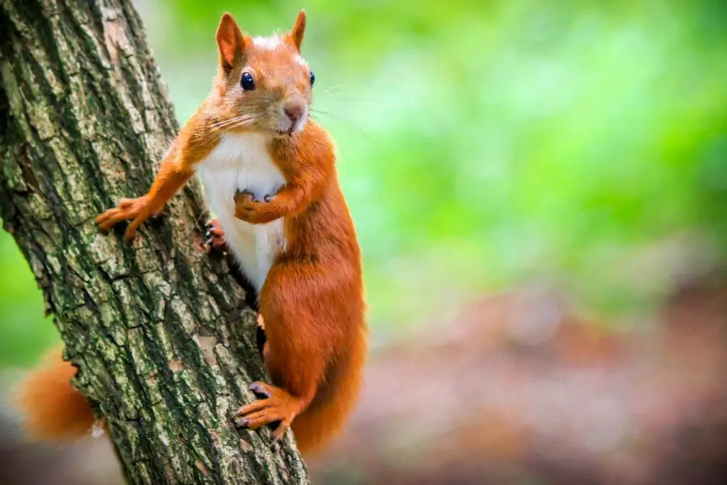 Squirrel Versus Rat: Similarities and Differences - DiscoveryNatures