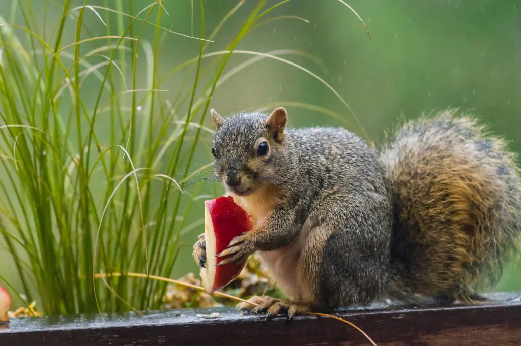 Do Squirrels Eat Apples: Tips for Feeding Apples to Squirrels or